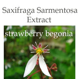 Saxifraga Sarmentosa Extract is an essence extracted from saxifrage, is an extract of the herb of the strawberry begonia. 