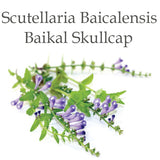 Scutellaria Baicalensis Root Extract / Baikal Skullcap